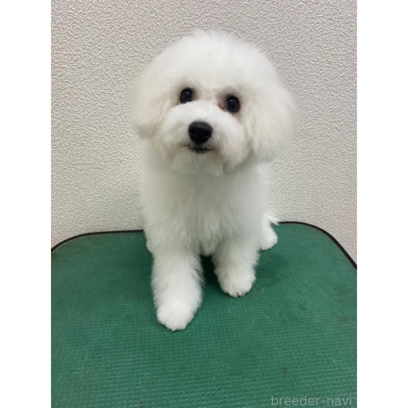 成約済の福岡県のビションフリーゼ-416479の4枚目