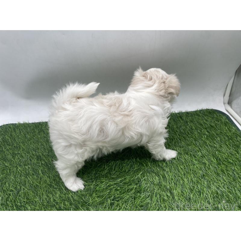 成約済の愛知県のマルチーズ-434955の3枚目