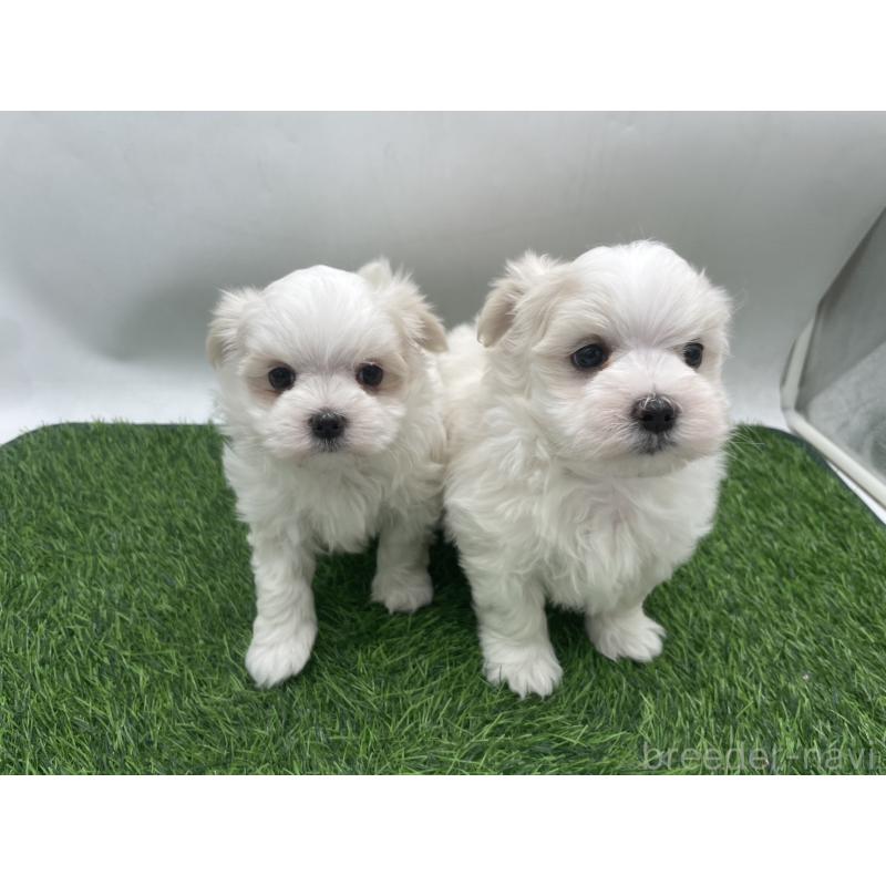 成約済の愛知県のマルチーズ-434963の6枚目