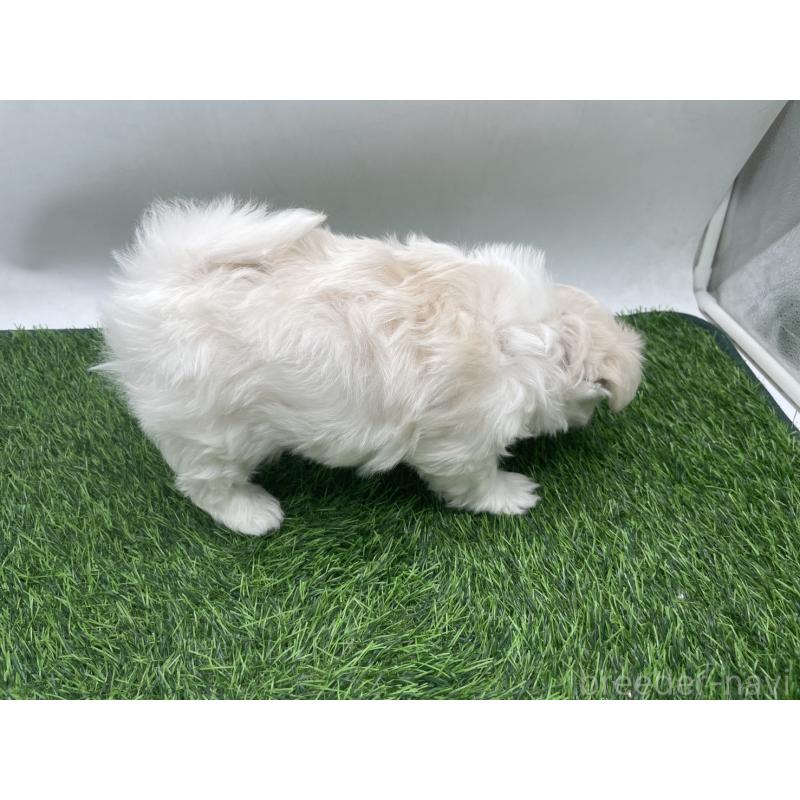 成約済の愛知県のマルチーズ-434963の4枚目