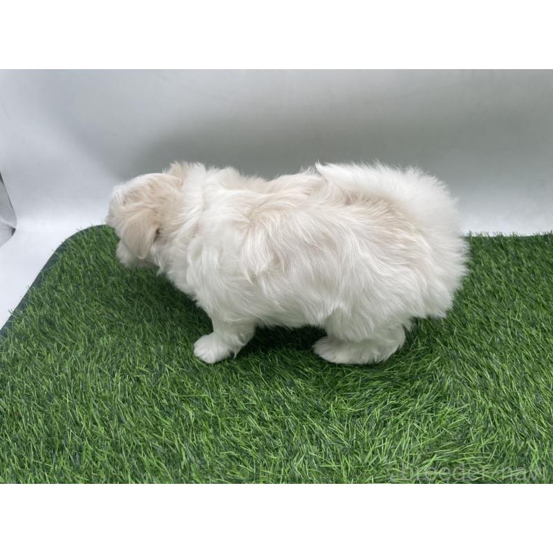 成約済の愛知県のマルチーズ-434963の2枚目