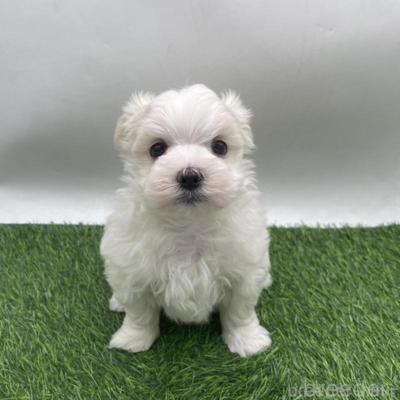 成約済の愛知県のマルチーズ-434963の1枚目