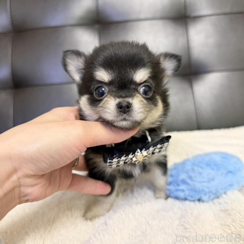 販売中の愛知県のチワワ(ロングコート)-434936