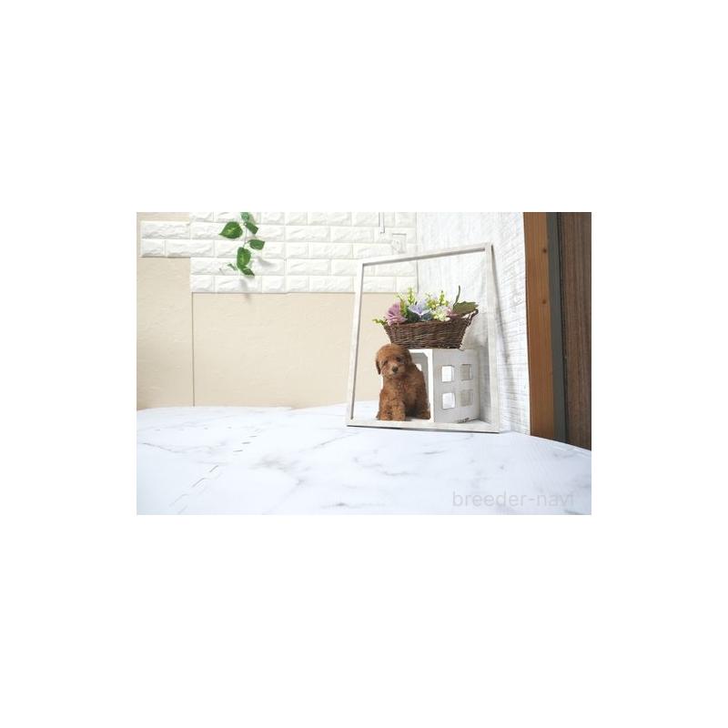 販売中の滋賀県のタイニープードル-436916の5枚目