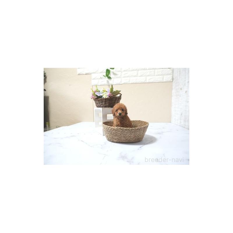 販売中の滋賀県のタイニープードル-436916の4枚目