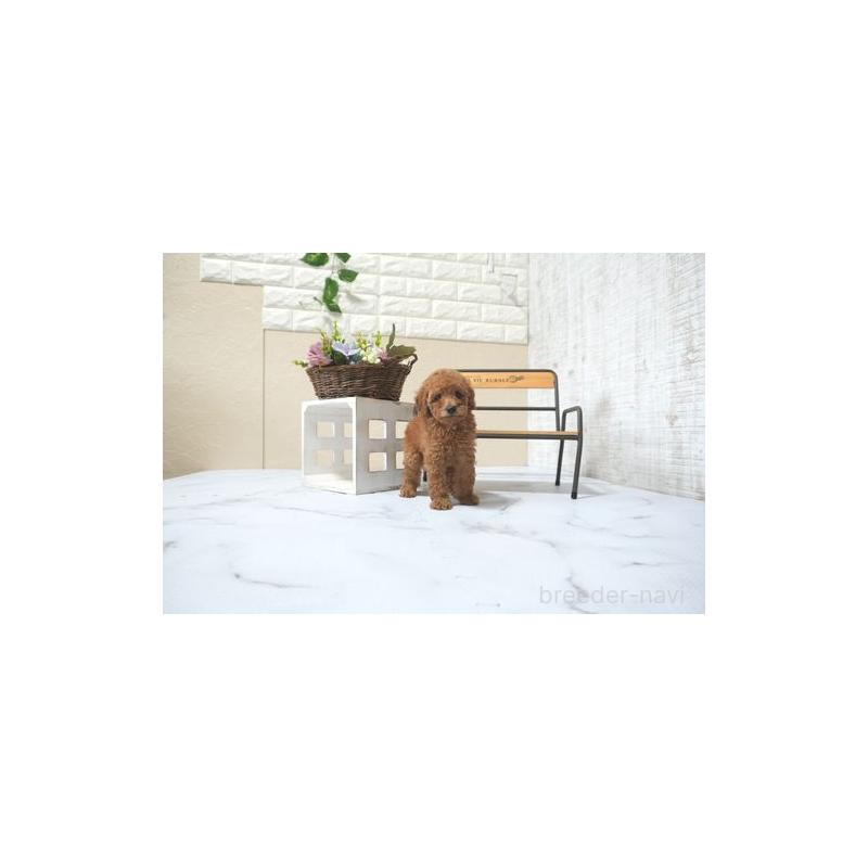 販売中の滋賀県のタイニープードル-436916の3枚目