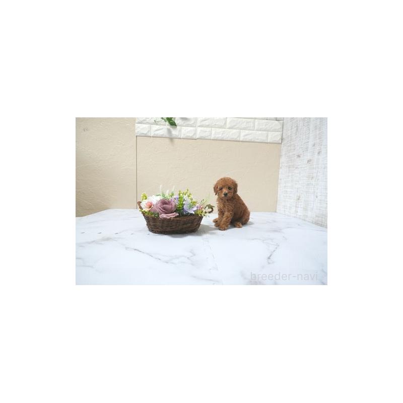 販売中の滋賀県のタイニープードル-436916の2枚目