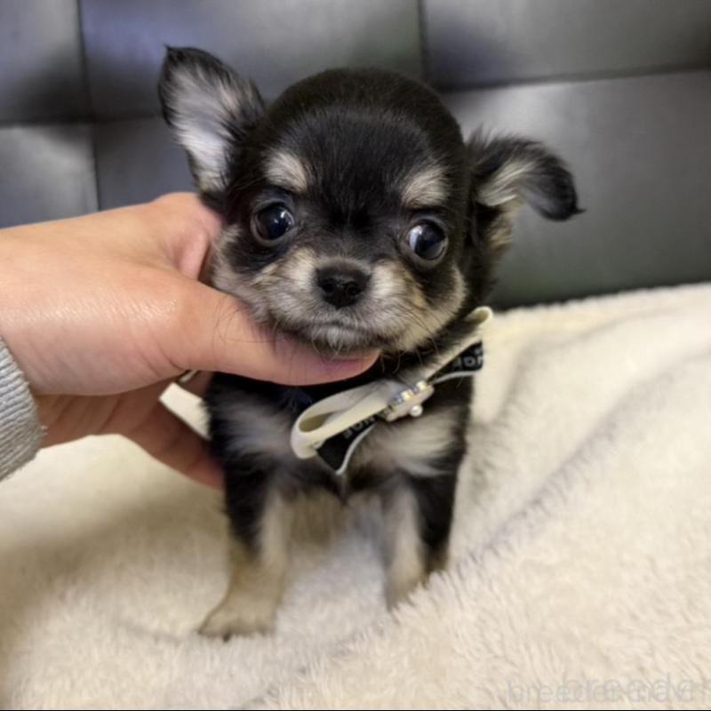 販売中の愛知県のチワワ(ロングコート)-434942