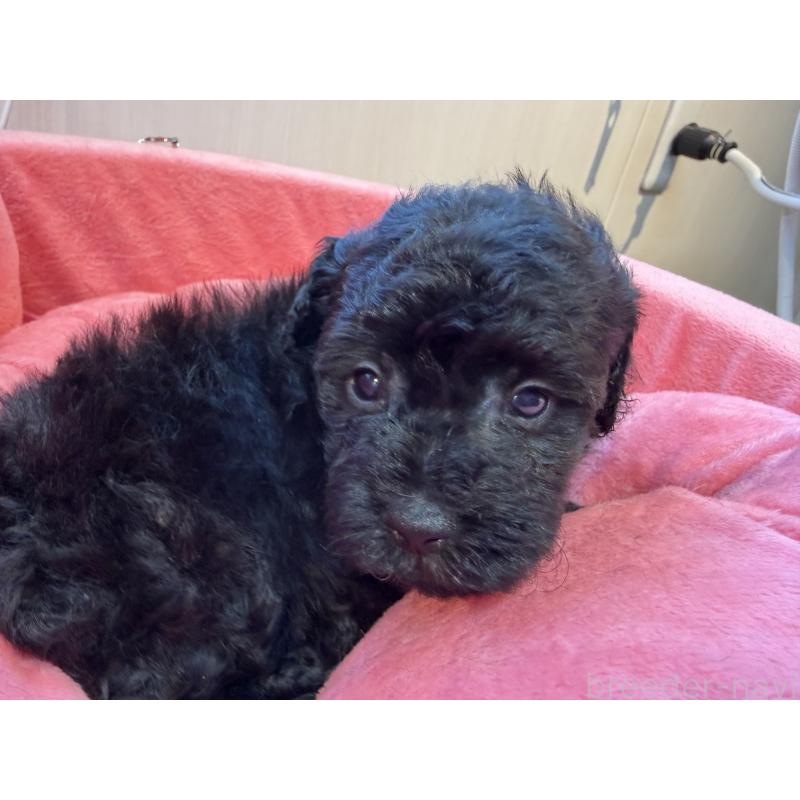 販売中の埼玉県のトイプードル-436917の3枚目