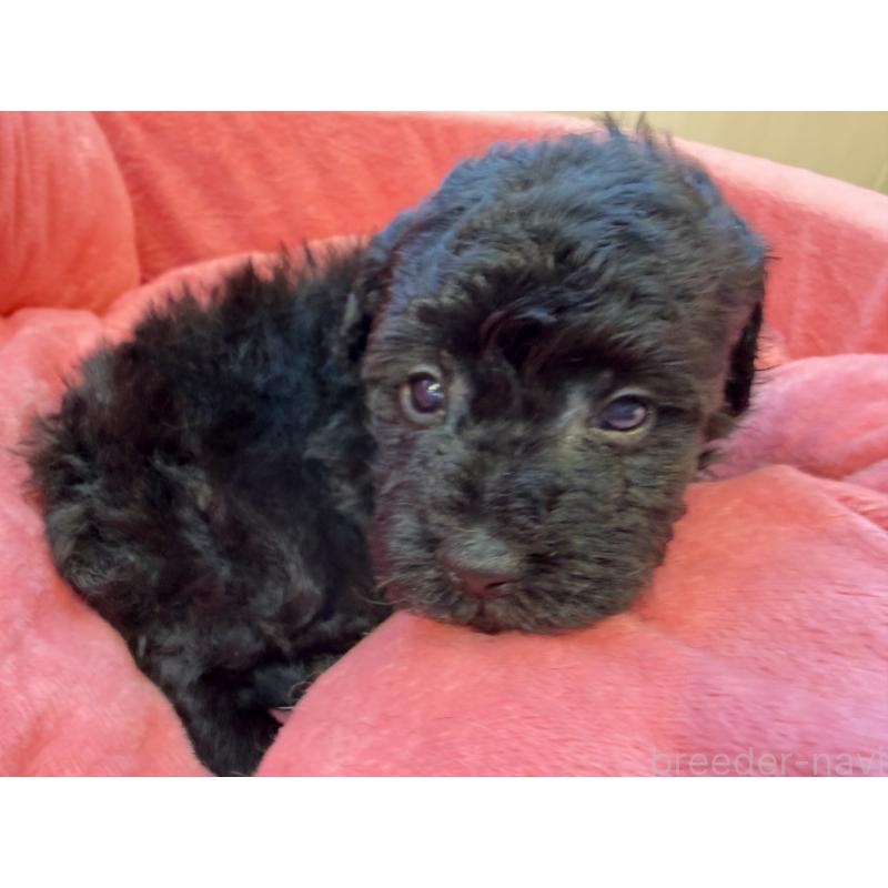 販売中の埼玉県のトイプードル-436917の2枚目