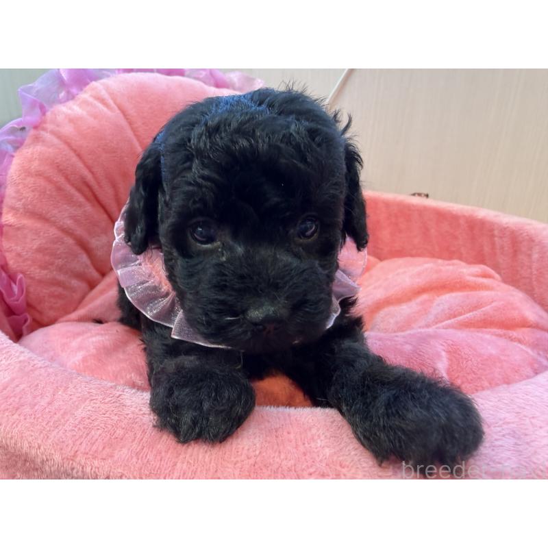 販売中の埼玉県のトイプードル-436918の5枚目