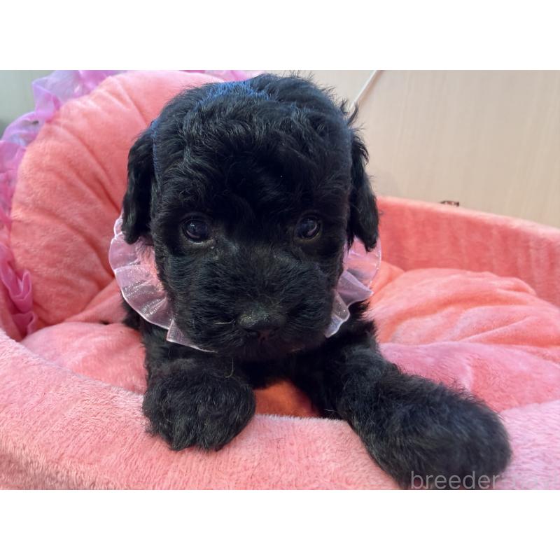 販売中の埼玉県のトイプードル-436918の4枚目