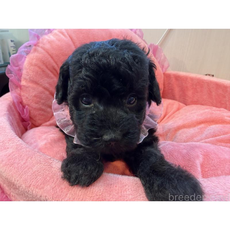 販売中の埼玉県のトイプードル-436918の3枚目