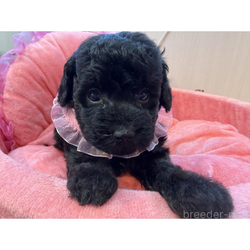 販売中の埼玉県のトイプードル-436918の2枚目