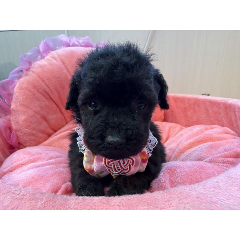 販売中の埼玉県のトイプードル-436919の6枚目