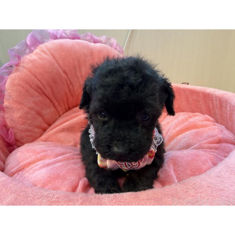 販売中の埼玉県のトイプードル-436919の5枚目