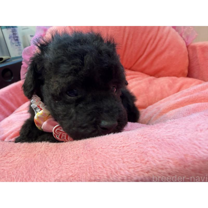 販売中の埼玉県のトイプードル-436919の4枚目