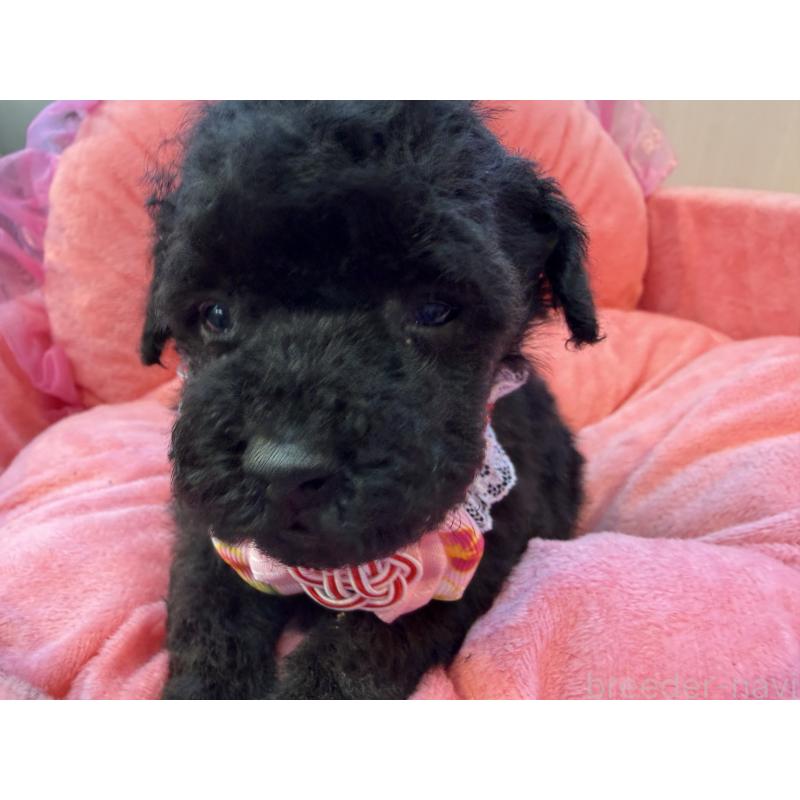 販売中の埼玉県のトイプードル-436919の3枚目