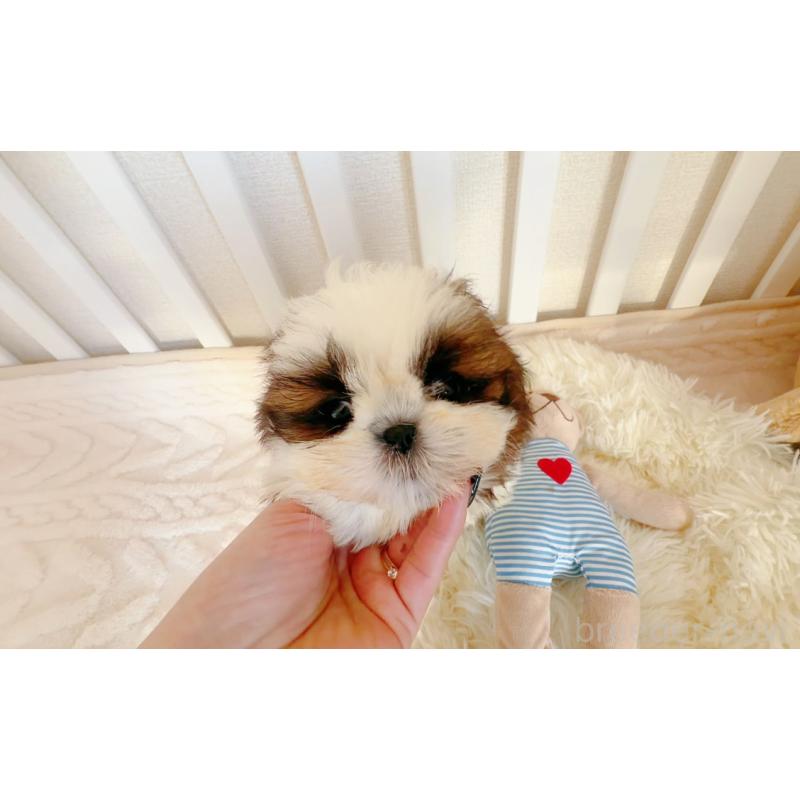 成約済の東京都のシーズー-432270の4枚目