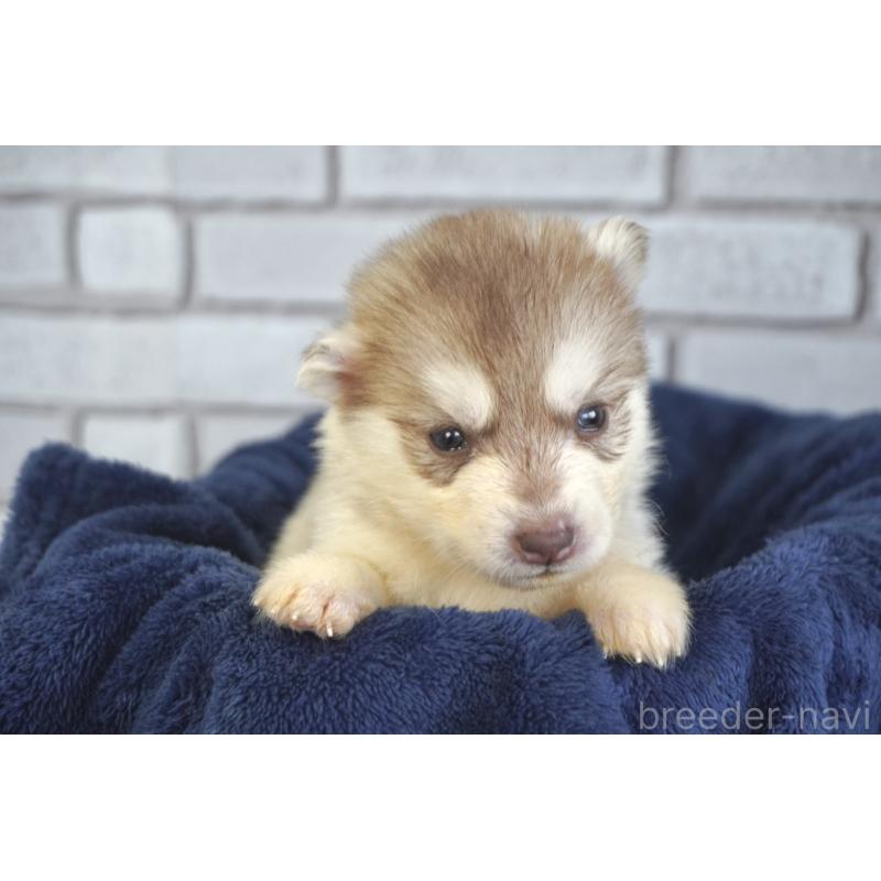 販売中の熊本県のシベリアンハスキー-436920の10枚目