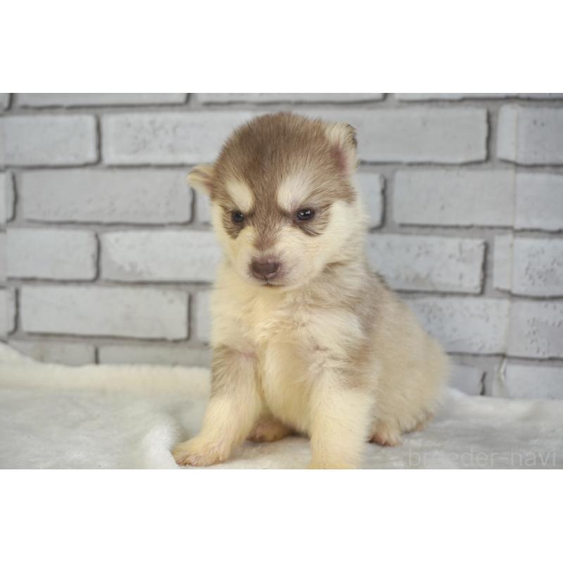 販売中の熊本県のシベリアンハスキー-436920の9枚目