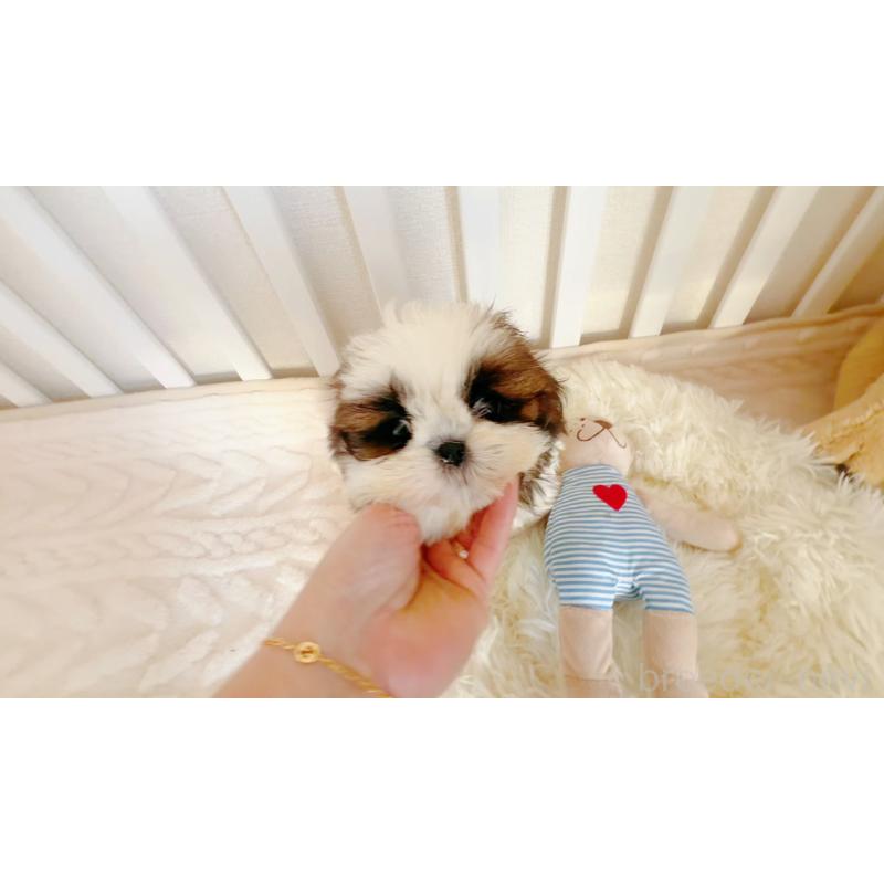 成約済の東京都のシーズー-432270の2枚目