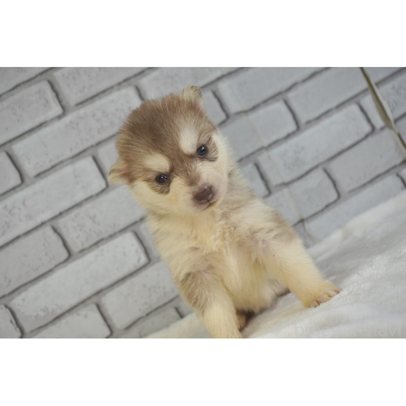 販売中の熊本県のシベリアンハスキー-436920の7枚目