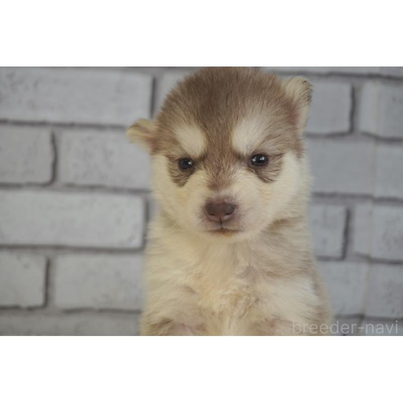 販売中の熊本県のシベリアンハスキー-436920の6枚目