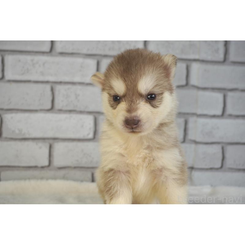 販売中の熊本県のシベリアンハスキー-436920の5枚目