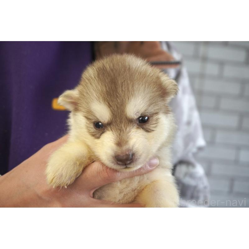 販売中の熊本県のシベリアンハスキー-436920の4枚目