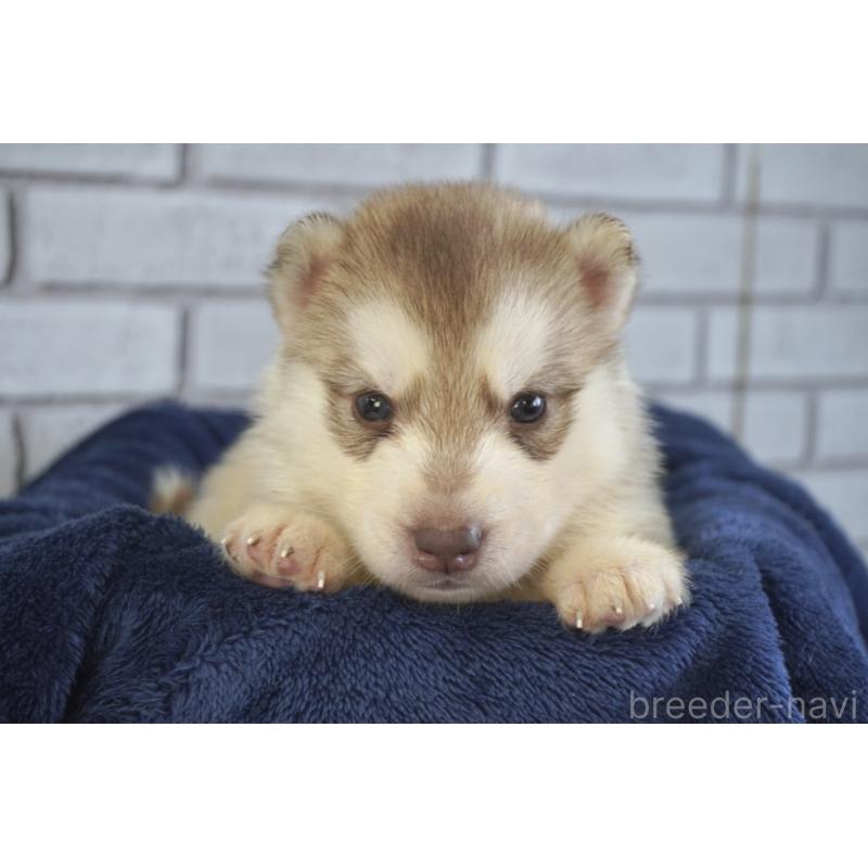 販売中の熊本県のシベリアンハスキー-436920の2枚目