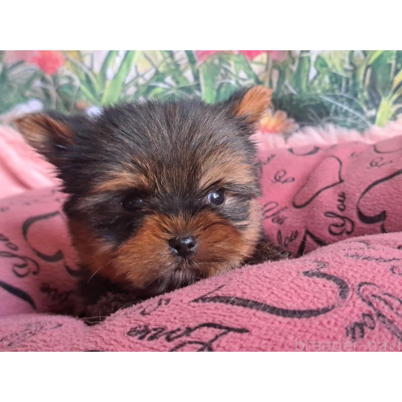 販売中の愛知県のヨークシャーテリア-429304