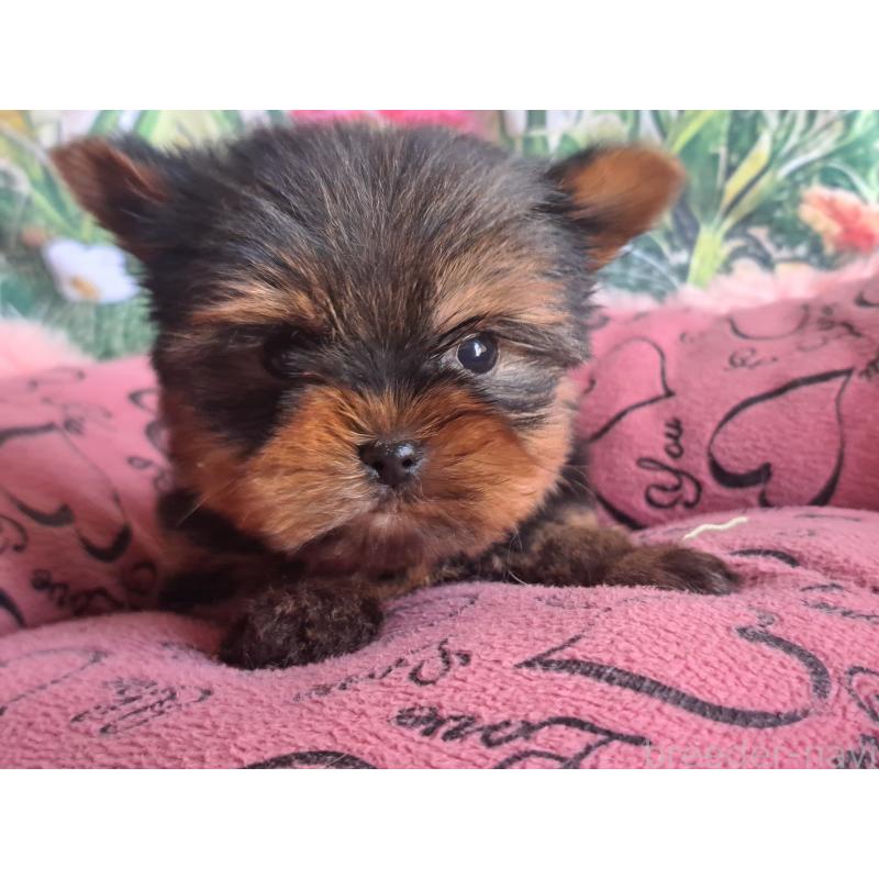 販売中の愛知県のヨークシャーテリア-429304