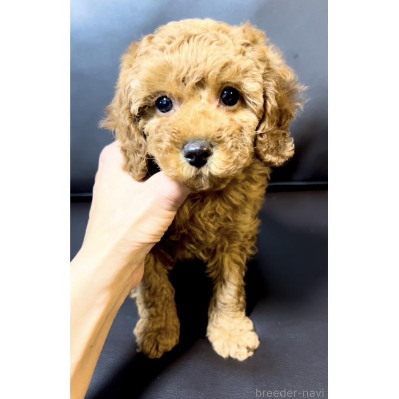 販売中の奈良県のミニチュアプードル-436921の13枚目