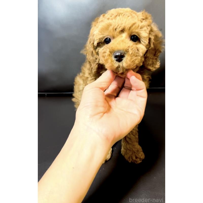 販売中の奈良県のミニチュアプードル-436921の12枚目