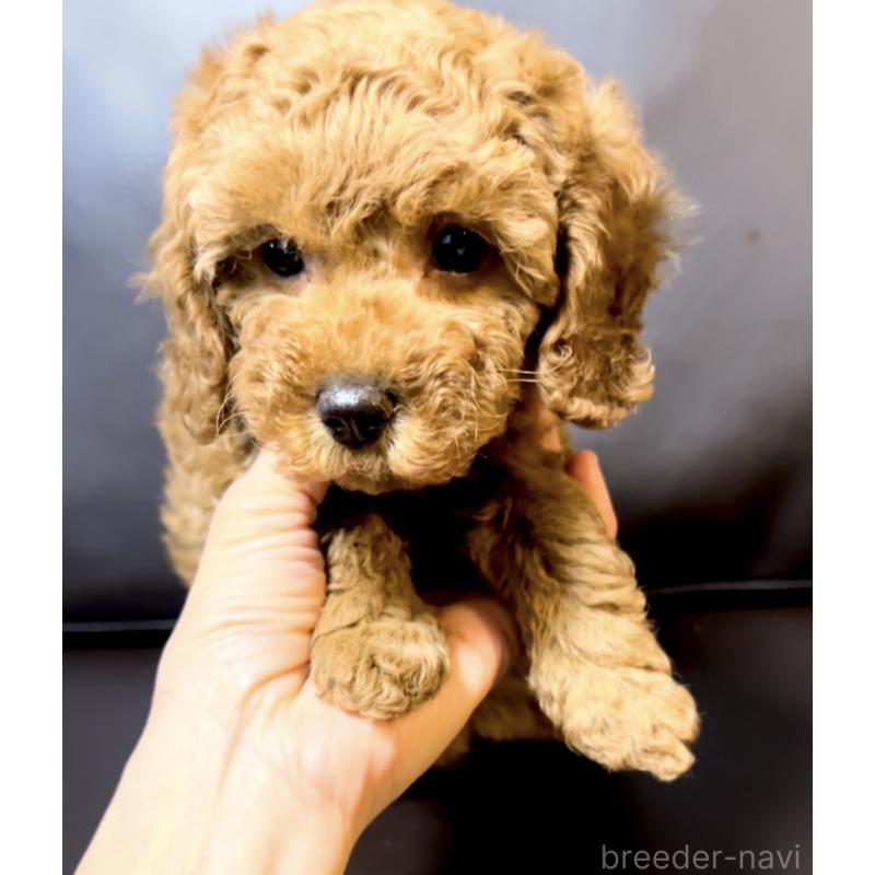販売中の奈良県のミニチュアプードル-436921の11枚目