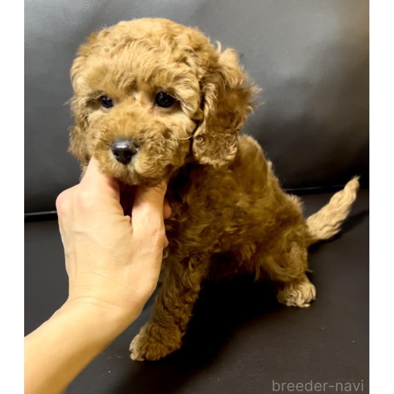販売中の奈良県のミニチュアプードル-436921の10枚目