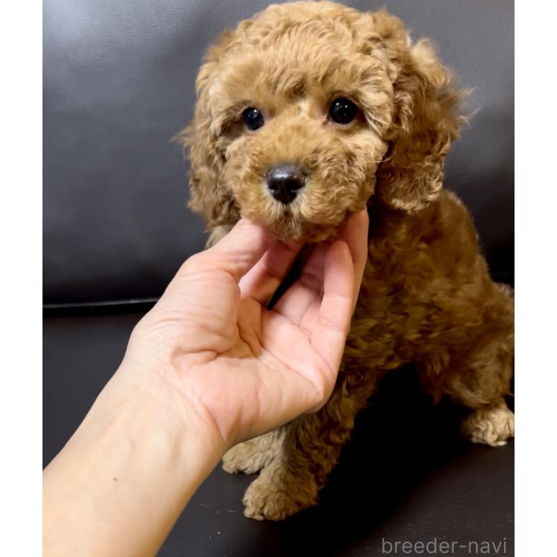 販売中の奈良県のミニチュアプードル-436921の9枚目