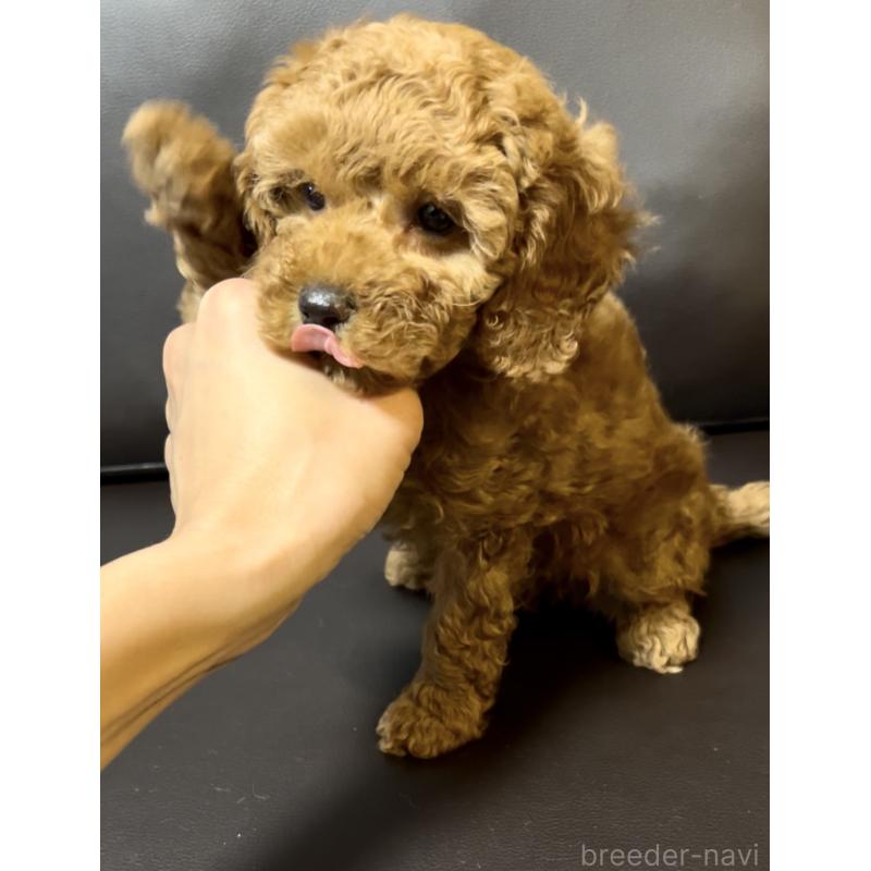 販売中の奈良県のミニチュアプードル-436921の7枚目