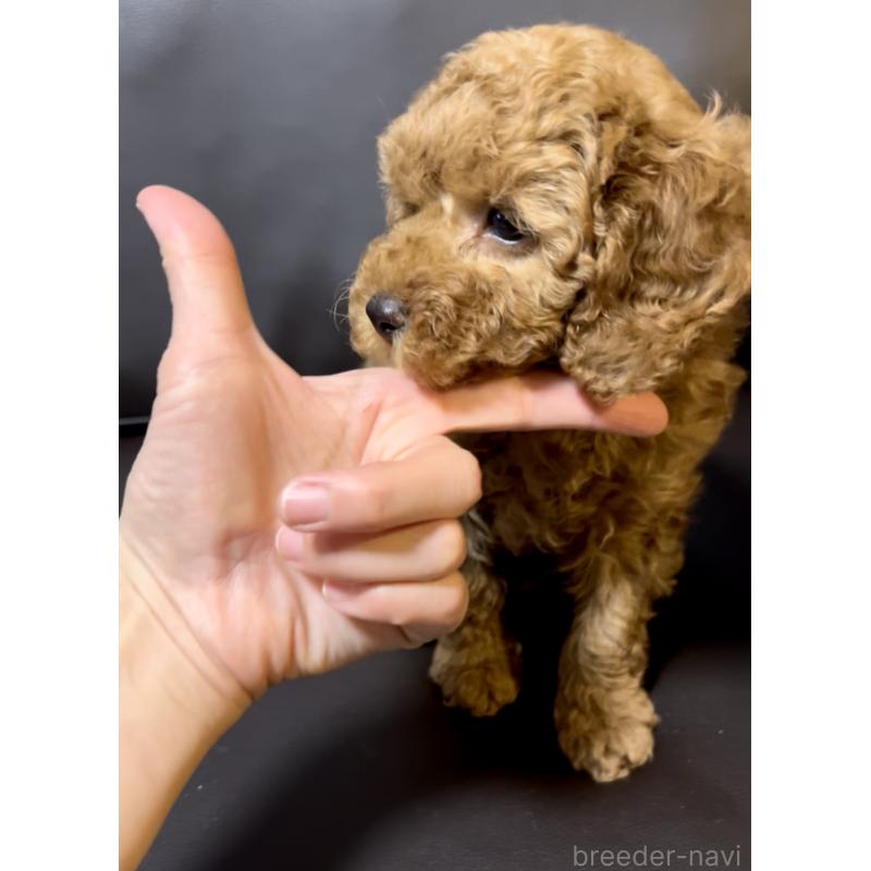 販売中の奈良県のミニチュアプードル-436921の5枚目