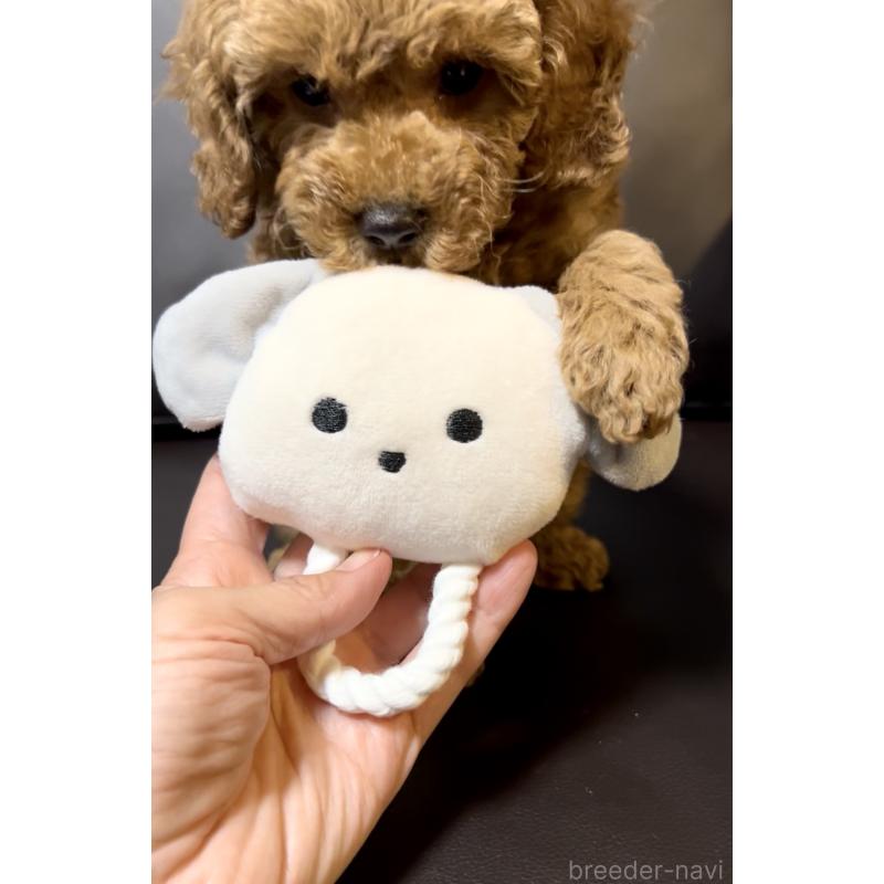 販売中の奈良県のミニチュアプードル-436921の4枚目