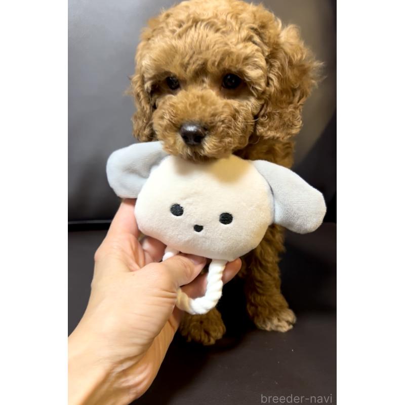 販売中の奈良県のミニチュアプードル-436921の3枚目