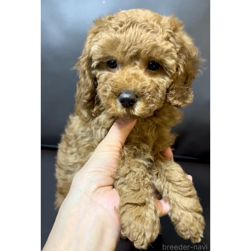 販売中の奈良県のミニチュアプードル-436921の2枚目