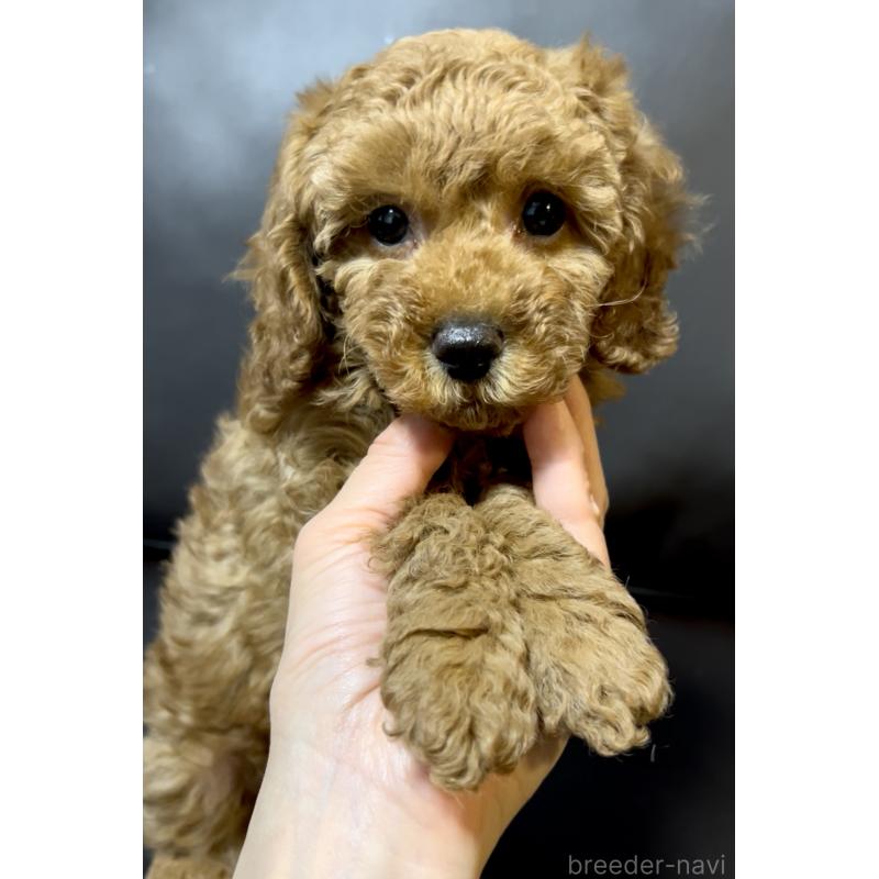 販売中の奈良県のミニチュアプードル-436921の1枚目