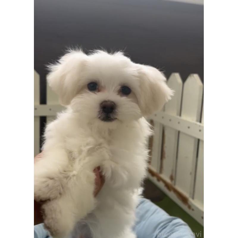 販売中の福岡県のミックス犬-427297の3枚目