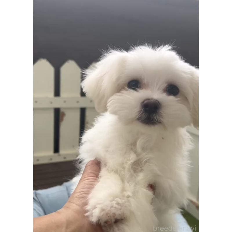 販売中の福岡県のミックス犬-427297の2枚目