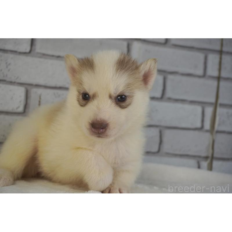 販売中の熊本県のシベリアンハスキー-436922の10枚目