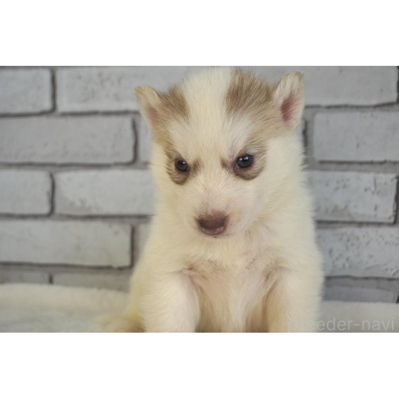 販売中の熊本県のシベリアンハスキー-436922の9枚目