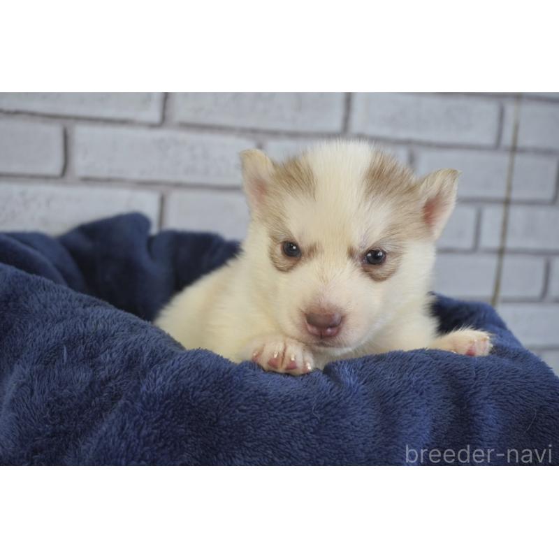 販売中の熊本県のシベリアンハスキー-436922の8枚目