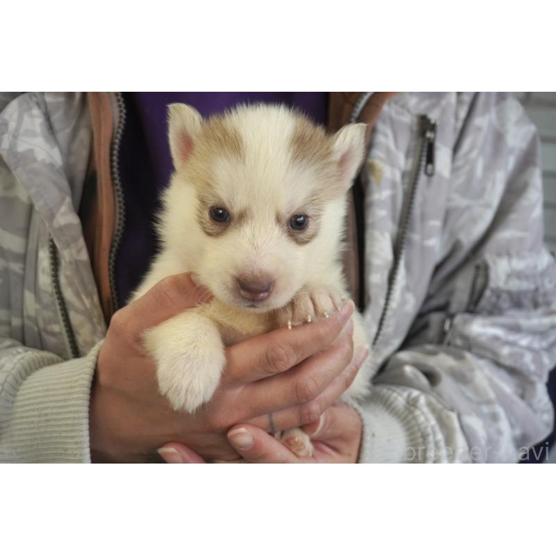 販売中の熊本県のシベリアンハスキー-436922の7枚目